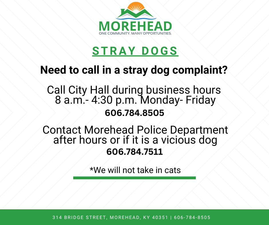 Morehead stray dogs contact information with phone numbers for City Hall and Police Department, excluding cats.