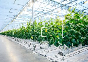 'Rows of green plants growing in a modern indoor hydroponic greenhouse with bright lighting and controlled environment.'